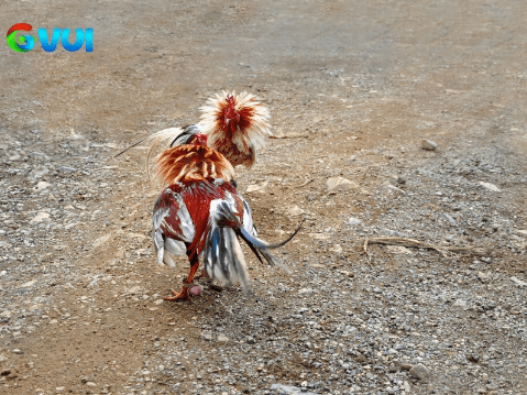 Ưu điểm về đá gà trực tiếp tại sân chơi