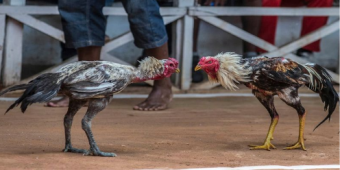Đá gà cựa dao 79Sodo có sự phát triển và đổi mới không ngừng