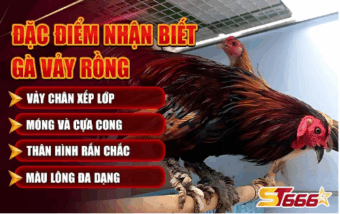 Đặc điểm nhận biết gà vảy rồng