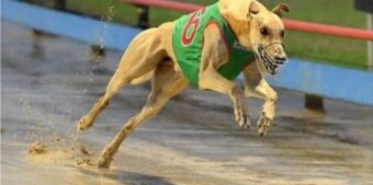 Người chơi phân tích kỹ lưỡng trước khi đặt vé cược