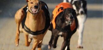 Các yếu tố ngoại cảnh ảnh hưởng lớn đến kết quả