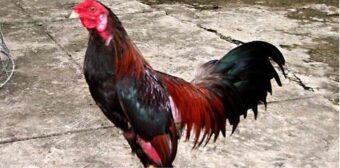 AZ888 giải mã giấc mộng chi tiết