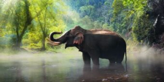 Nằm mơ thấy voi đánh con gì để trúng lớn khi chơi lô đề