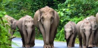 Số đề ứng với từng tình huống nằm mơ thấy voi đánh con gì