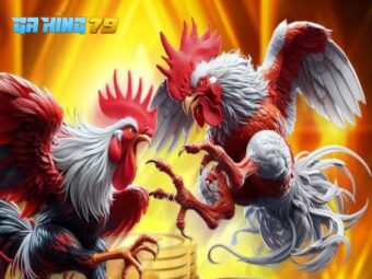 Xem đá gà hay không nên bỏ qua các kênh phát CPC