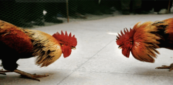 Xem tướng gà đá Bl555 cần phải biết đến thần thái chiến kê