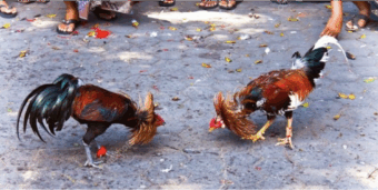 Đặc điểm ở đầu, mặt