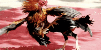 Lối đá quyết chiến thắng