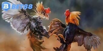 Sảnh đá gà nâng cấp mạnh từ hình ảnh đến dữ liệu