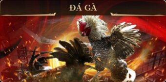 Tổng quan thông tin về đá gà C3