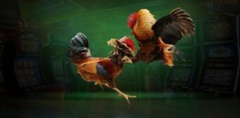 Những điểm sáng vượt trội của bồ gà C3