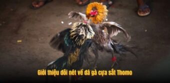 Giới thiệu đôi nét về đá gà cựa sắt Thomo