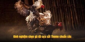 Kinh nghiệm chọn gà đá cựa sắt Thomo chuẩn xác