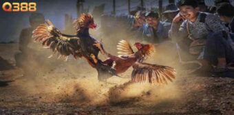 Điểm luôn tạo nên sức hút của đá gà Q388