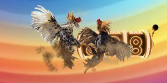 Đá gà trực tiếp Thomo hôm nay cập nhật chuẩn xác 2026