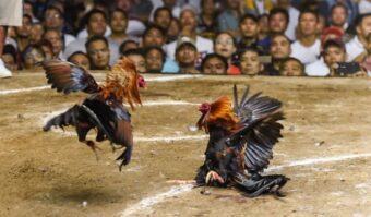 Đá gà 007win: Đỉnh cao giải trí và nghệ thuật chiến kê 2026