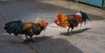 Trang Đá Gà Uy Tín MB66 – Địa Chỉ Không Thể Bỏ Lỡ