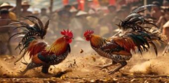 Hợp tác với các sới đấu nổi tiếng châu Á