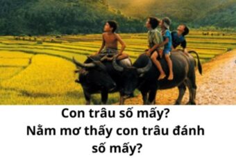 Giải mã giấc mơ thấy con trâu đánh đề con gì: Bí mật đằng sau những con số may mắn