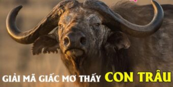 Giải mã giấc mơ thấy con trâu