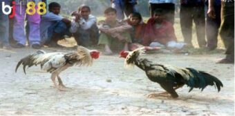 Đá gà BJ88 phát các trận trực tiếp sắc nét