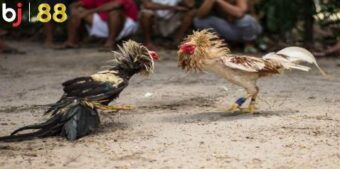 Xem trực tiếp trọn vẹn nhờ tính năng hiện đại