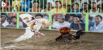 Xem thông tin trận kê chiến ngay tại trang