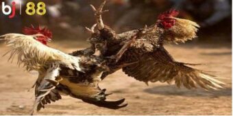 Nguyên tắc trong luật đá gà BJ88 rất rõ ràng