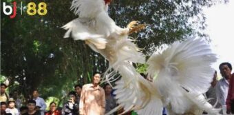 Trọng tài trong trận kê chiến giữ vai trò quan trọng