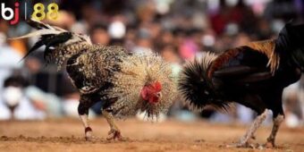 Hội viên có thể thử với kiểu cược tổng điểm