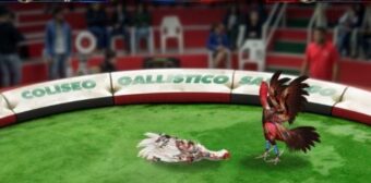 Các loại hình cá cược nổi bật tại sàn chọi gà Daga 