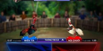 Các sảnh cược chọi gà tại Daga  được quan tâm nhất