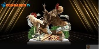 Đá gà trực tiếp mượt mà, bùng nổ cảm giác như tại sới 