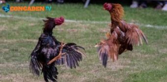 Kho dữ liệu video đá gà xem lại mọi lúc mọi nơi 