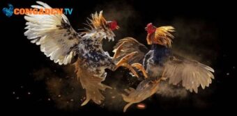 Hội tụ những trận đấu kinh điển, mãn nhãn người xem 