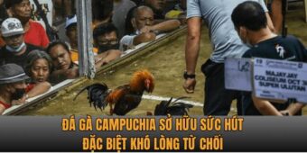 Đá gà Campuchia sở hữu sức hút đặc biệt khó lòng từ chối