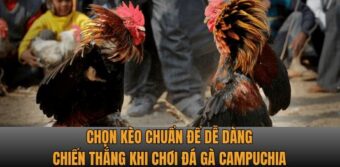 Chọn kèo chuẩn để dễ dàng chiến thắng khi chơi đá gà Campuchia
