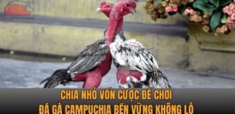 Chia nhỏ vốn cược để chơi đá gà Campuchia bền vững không lỗ