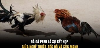 Đá gà Peru là sự kết hợp giữa nghệ thuật, tốc độ và sức mạnh