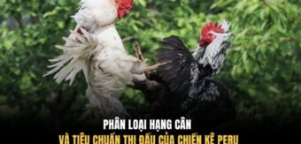 Phân loại hạng cân và tiêu chuẩn thi đấu của chiến kê Peru