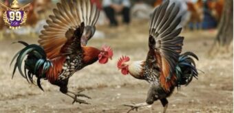 sc 2026 04 08 luc 21.13.11