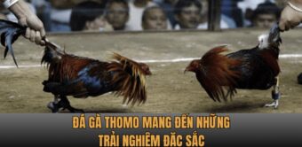 Đá gà Thomo mang đến những trải nghiệm đặc sắc nhất tại NH88