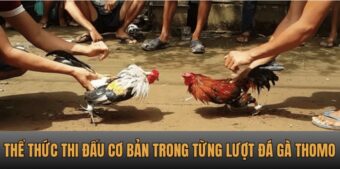 Thể thức thi đấu cơ bản trong từng lượt đá gà Thomo