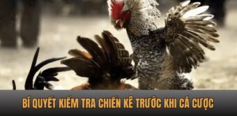 Bí quyết kiểm tra chiến kê trước khi cá cược