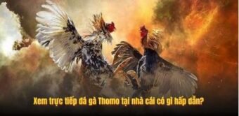 Xem trực tiếp đá gà Thomo tại nhà cái có gì hấp dẫn?