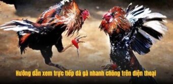 Hướng dẫn xem trực tiếp đá gà nhanh chóng trên điện thoại