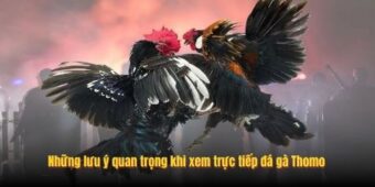 Những lưu ý quan trọng khi xem trực tiếp đá gà Thomo