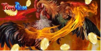 TONGGA88 – Xem Đá Gà Trực Tiếp Đẳng Cấp Thượng Lưu 2026