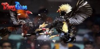 Những giây phút kịch tính nghẹt thở tại sới gà quốc tế