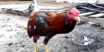 Đá gà ăn tiền tại Fly88 có nhiều cách chơi đáng chú ý tại Fly88